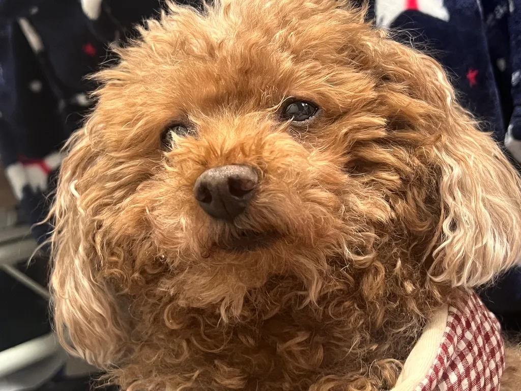 Profile Image of the Author